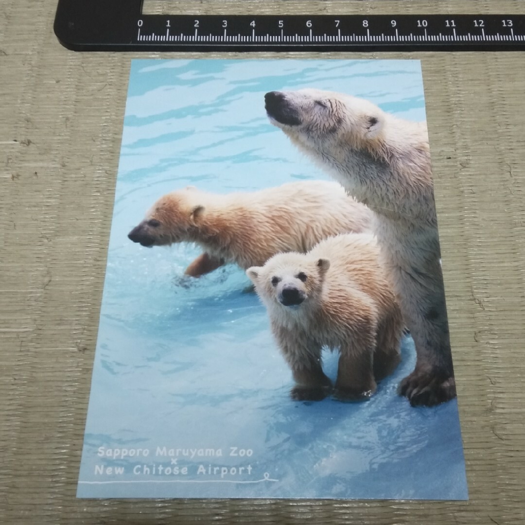 札幌市円山動物園 ポストカード ホッキョクグマ エンタメ/ホビーのコレクション(印刷物)の商品写真