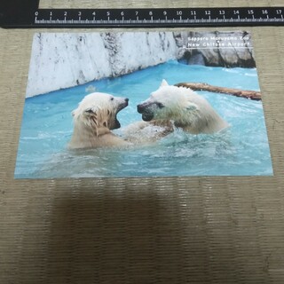 札幌市円山動物園 ポストカード ホッキョクグマ(印刷物)