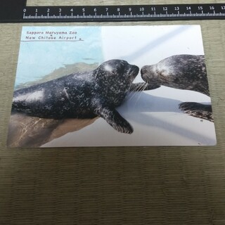 札幌市円山動物園 ポストカード ゼニガタアザラシ(印刷物)