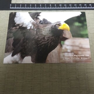 札幌市円山動物園 ポストカード オオワシ(印刷物)