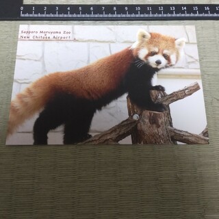 札幌市円山動物園 ポストカード レッサーパンダ(印刷物)