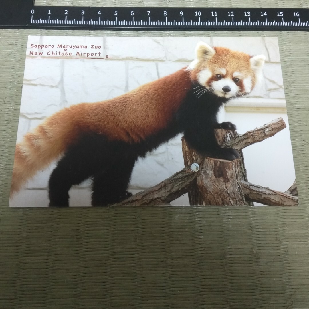 札幌市円山動物園 ポストカード レッサーパンダ エンタメ/ホビーのコレクション(印刷物)の商品写真