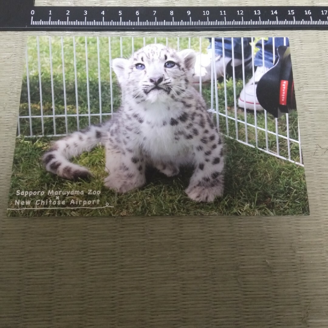 札幌市円山動物園 ポストカード ユキヒョウ エンタメ/ホビーのコレクション(印刷物)の商品写真