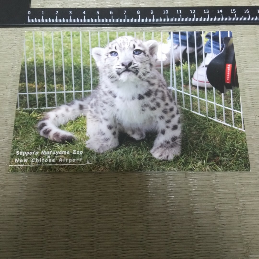 札幌市円山動物園 ポストカード ユキヒョウ エンタメ/ホビーのコレクション(印刷物)の商品写真