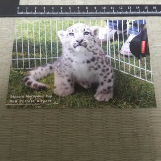 札幌市円山動物園 ポストカード ユキヒョウ(印刷物)