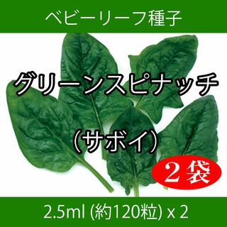 ベビーリーフ種子 B-40 グリーンスピナッチ（サボイ） 2.5ml x 2袋(野菜)