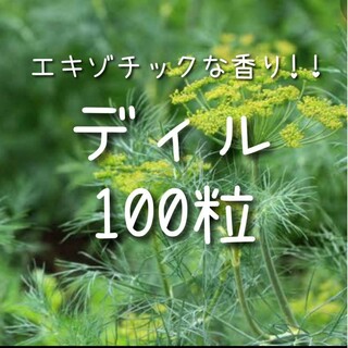 【ディルのタネ】100粒 種子 種 ハーブ 家庭菜園(その他)