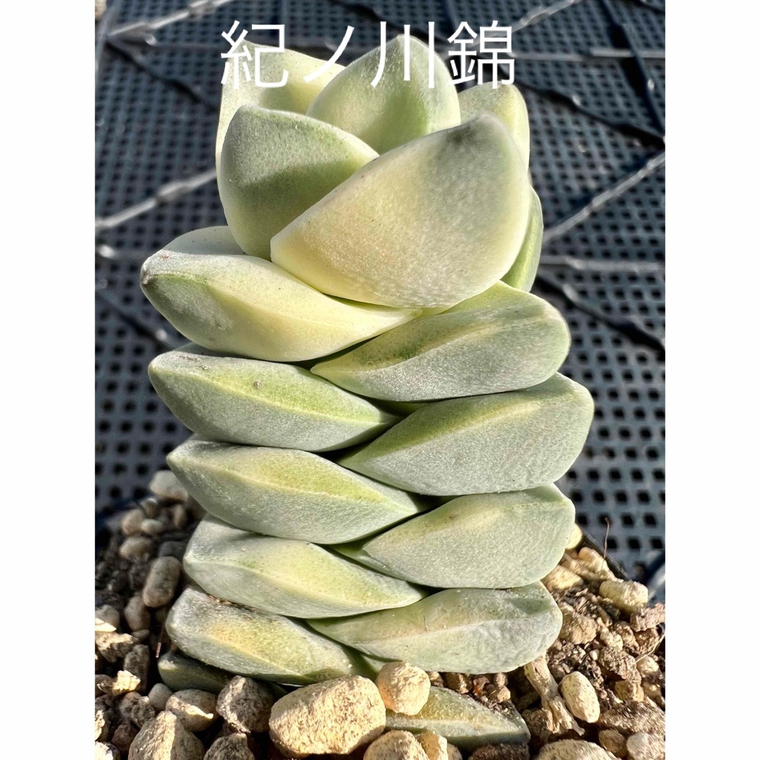 多肉植物　韓国苗　紀ノ川錦 ハンドメイドのフラワー/ガーデン(その他)の商品写真