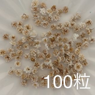 ブラウン系 かすみ草ドライフラワー100粒(ドライフラワー)