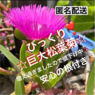 15☆ズボラな園芸☆巨大☆松葉菊☆安心の根付き☆マツバギク☆(プランター)