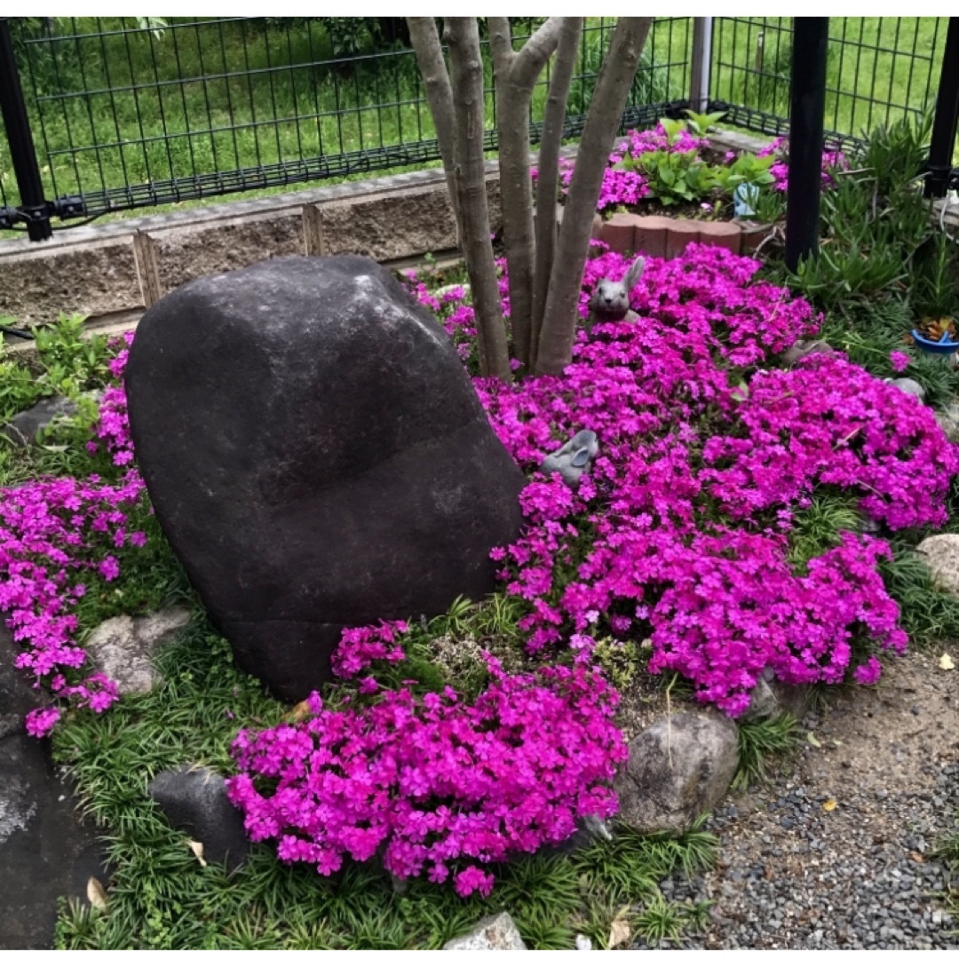 ④1☆もう咲き出した芝桜☆レッド☆シッカリ根付き苗☆初心者向け☆ ハンドメイドのフラワー/ガーデン(プランター)の商品写真