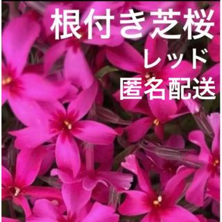 ④1☆今春に増えて咲く芝桜☆レッド☆シッカリ根付き苗☆初心者向け☆(プランター)