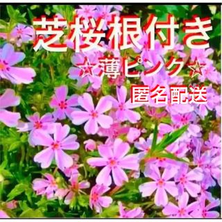 ③1☆今春に増えて咲く芝桜☆うすピンク☆シッカリ根付き苗☆初心者向け☆(プランター)