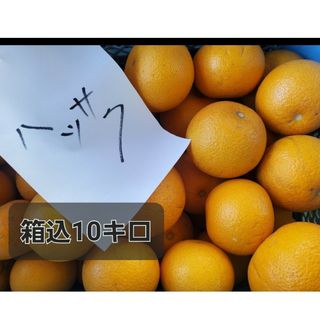 熊本県産　八朔　箱込10キロ(フルーツ)