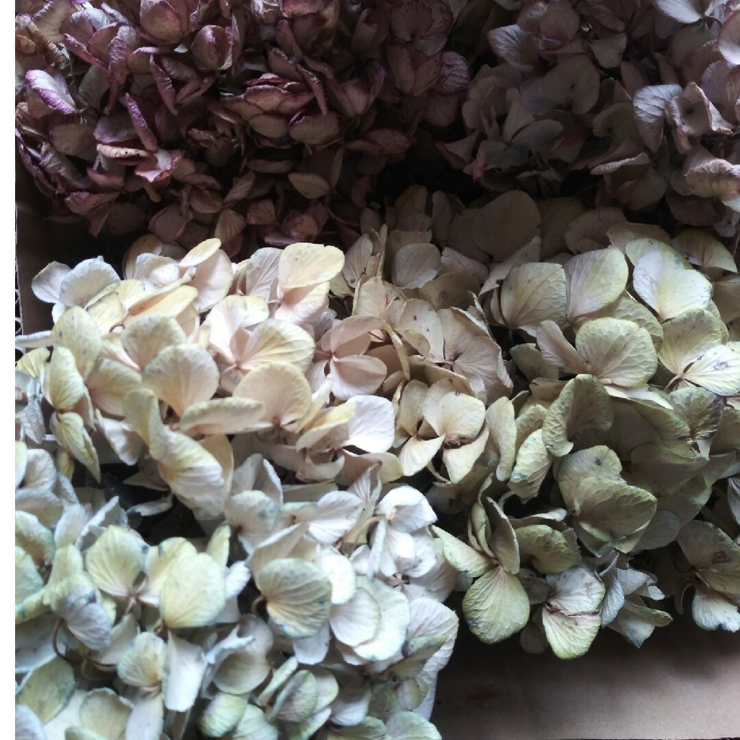 紫陽花＊75cmの箱 ハンドメイドの素材/材料(各種パーツ)の商品写真