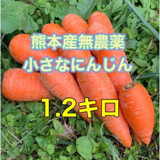 熊本産農薬不使用小さなにんじん1.2キロ(野菜)