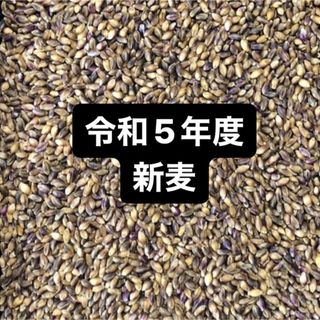 令和５年度産もち麦（ダイシモチ）900g(米/穀物)