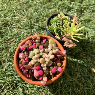 無農薬　多肉植物　カラフル　ちまちま寄せ植え 　セダム　桜吹雪　姫秋麗　寄せ植え(その他)