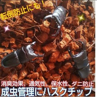 クワガタ・カブトムシの成虫飼育に　ハスクチップ【5L】転倒防止・消臭・ダニ防止に(爬虫類/両生類用品)