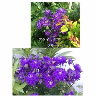 西洋オダマキ　ブルーバロー　花の種　25粒(その他)