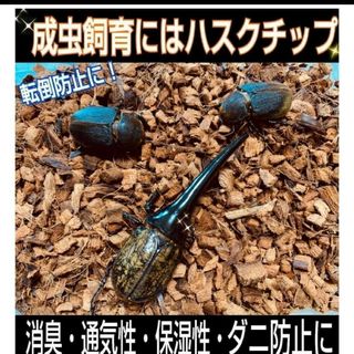 クワガタ・カブトムシの成虫飼育に　ハスクチップ【10L】転倒防止・消臭・ダニ防止(爬虫類/両生類用品)