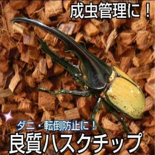 クワガタ・カブトムシの成虫飼育に　ハスクチップ【5L】転倒防止・消臭・ダニ防止に(爬虫類/両生類用品)