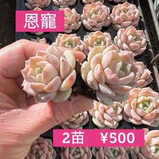 フラワー/ガーデン【美品】植木鉢 plants never die 反戦鉢 アガベ パキプス