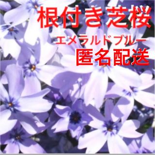 ②1☆今春に増えて咲く芝桜☆うす紫☆シッカリ根付き苗☆初心者向け☆(プランター)