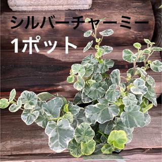 1ポット 希少品種！ シルバーチャーミー アイビー ヘデラ 観葉植物(その他)