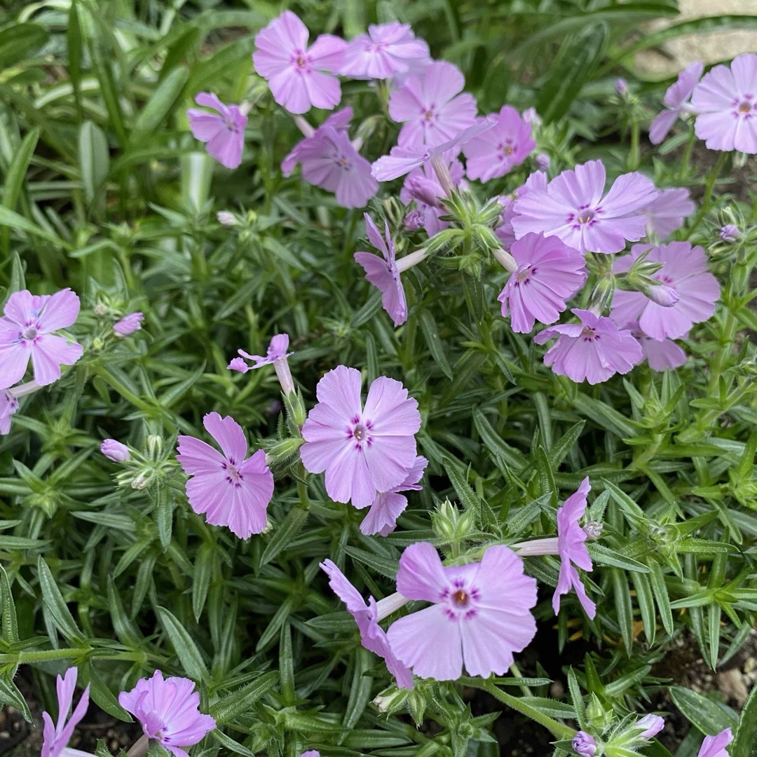 ⑥ 1☆花が巨大な芝桜☆新種フロックストロット☆シッカリ根付き苗☆初心者向け☆ ハンドメイドのフラワー/ガーデン(プランター)の商品写真