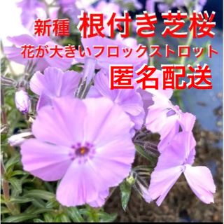 ⑥ 1☆花が巨大な芝桜☆新種フロックストロット☆シッカリ根付き苗☆初心者向け☆(プランター)