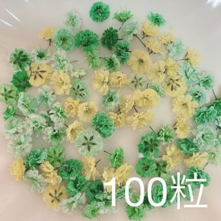 グリーン系 かすみ草ドライフラワー100粒(ドライフラワー)