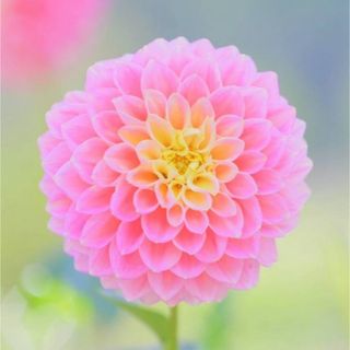 【花の種】ダリア☆ポンポン八重咲き 混色種子 20粒以上！宿根草 球根 切花(プランター)