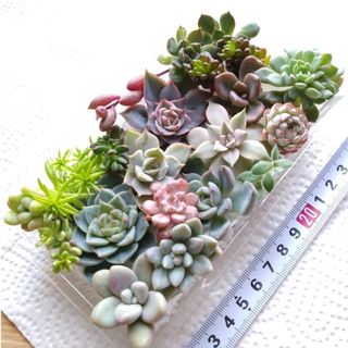 多肉植物🌱セット💕寄せ植え🌱寄植えに💕いちご大福✨入りカット苗(その他)