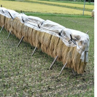 令和5年産栃木県特一等コシヒカリ玄米３０キロ無農薬にて着く上げたお米(米/穀物)