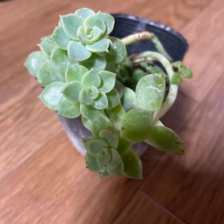 白牡丹 多肉植物(その他)