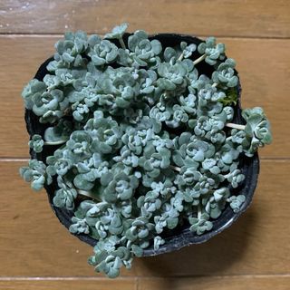 白雪ミセバヤ　抜き苗　多肉植物(その他)