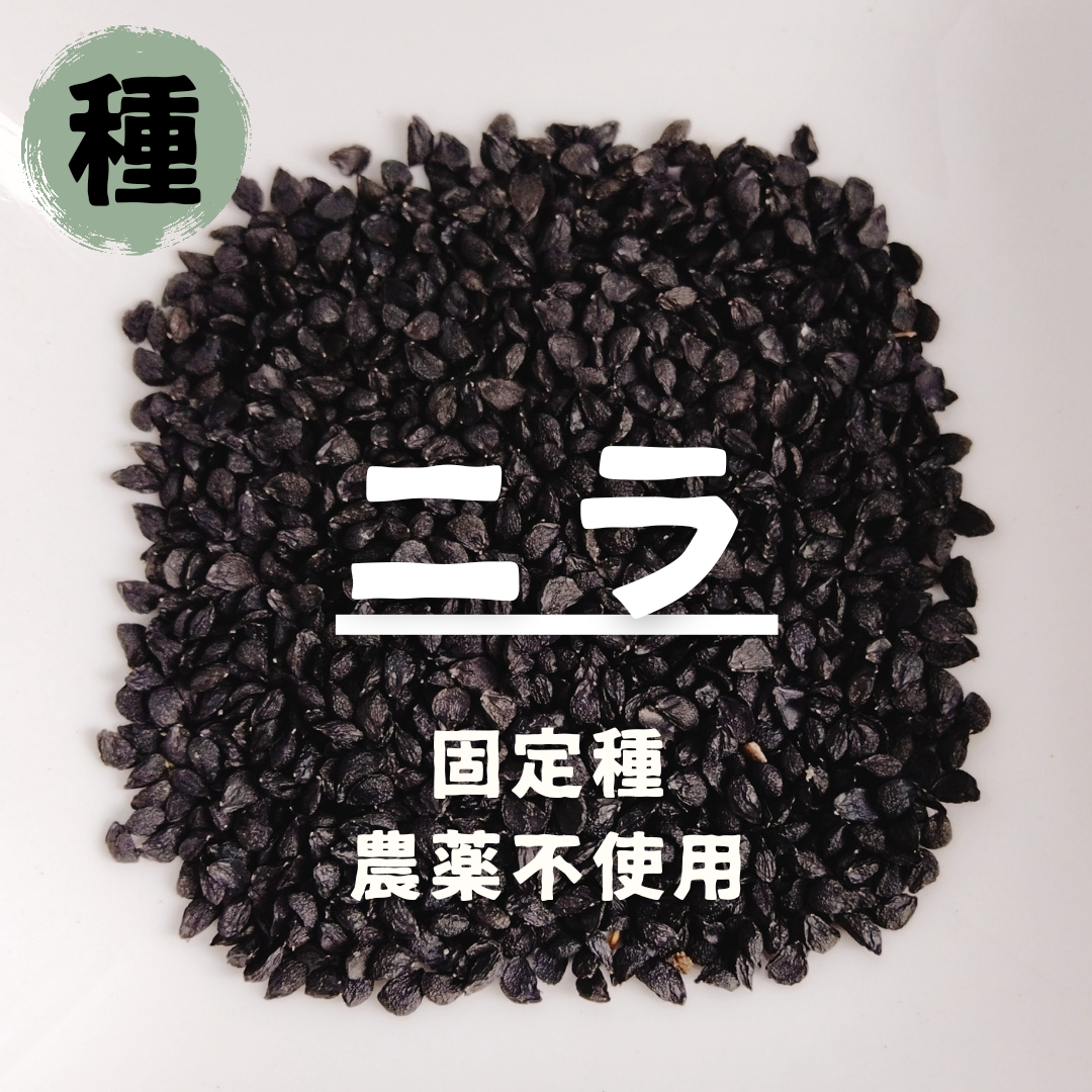 【種】ニラ　にら　100粒 食品/飲料/酒の食品(野菜)の商品写真