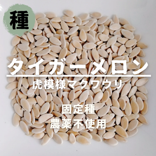 【種】マクワウリ　虎皮タイガーメロン　無農薬　30粒(野菜)