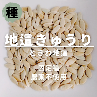 【種】きゅうり　ときわ地這　無農薬　20粒(野菜)