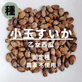 【種】小玉すいか　乙女西瓜　無農薬　15粒(野菜)