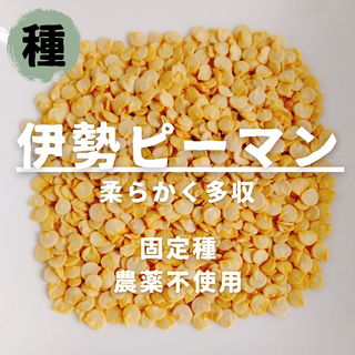 【種】伊勢ピーマン　無農薬　20粒(野菜)