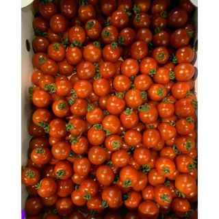熊本県産ミニトマト3キロ(野菜)