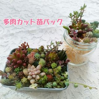 1　多肉植物 カット苗 詰め合わせ(その他)