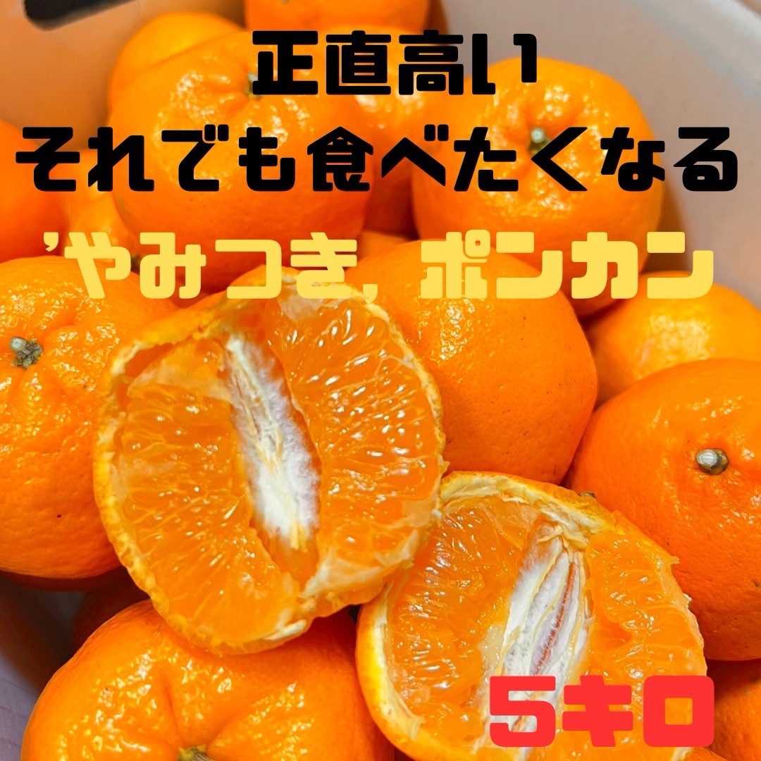 ‼️お味見価格今だけ‼️やみつきポンカン　土佐文旦　76 食品/飲料/酒の食品(フルーツ)の商品写真