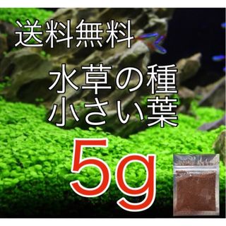 種から育てる水草　水草の種【小さい葉】5g(アクアリウム)