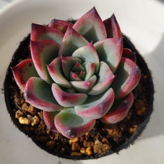 ECHEVERIAECHEVERIA 'APPARITION錦　新種　多肉植物