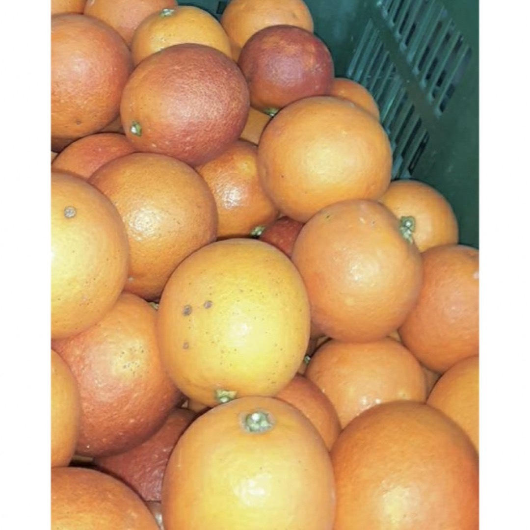 愛媛県産　ブラッドオレンジ　柑橘　10kg 食品/飲料/酒の食品(フルーツ)の商品写真
