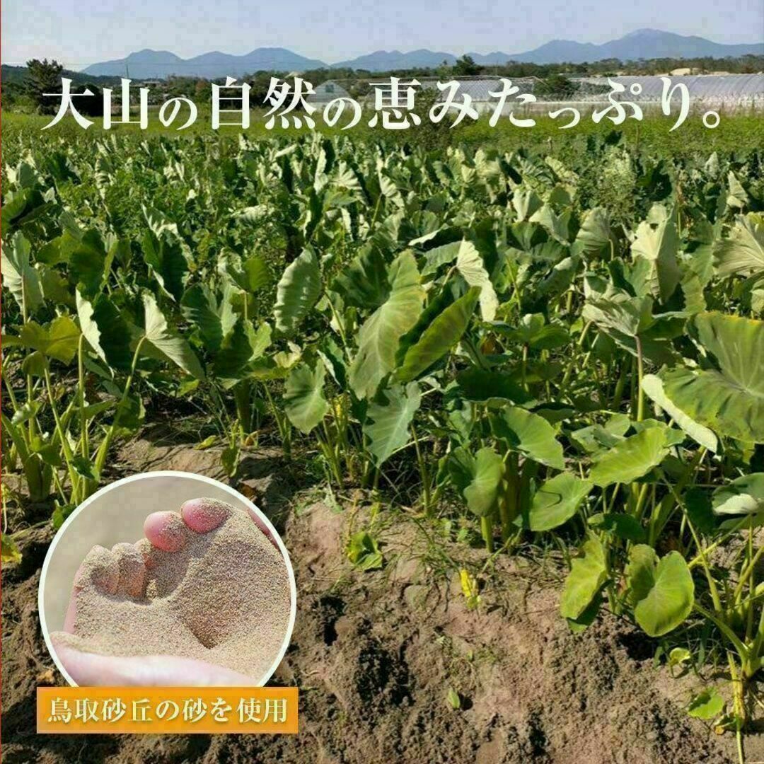 【鳥取県産】黄金里芋 サトイモ 山芋 大和芋 宅急便コンパクト 1kg前後 食品/飲料/酒の食品(野菜)の商品写真