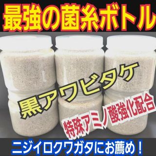 貴重！黒アワビタケ菌糸瓶【6本】特殊アミノ酸強化配合！ニジイロクワガタに抜群！(虫類)